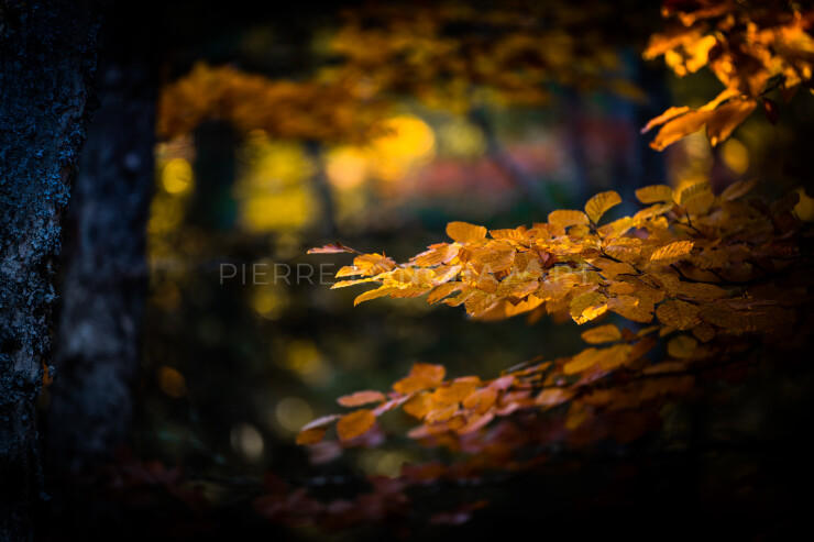 OTI_PIERRE-LONCHAMPT_PL211023-007