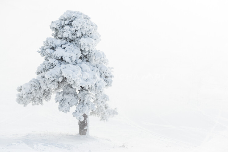 OTI_PIERRE-LONCHAMPT_PL171204-007
