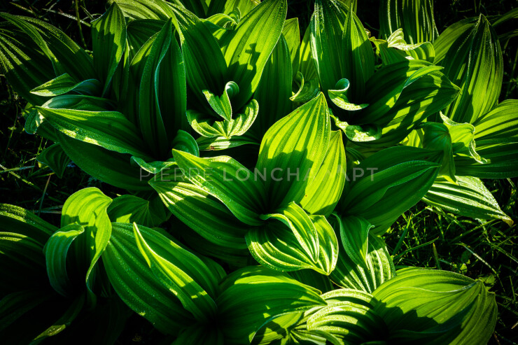 OTI_PIERRE-LONCHAMPT_PL230527-00137