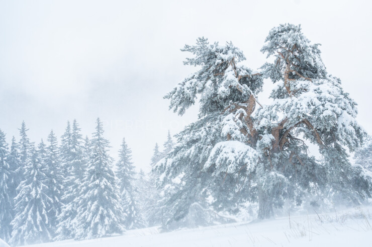 OTI_PIERRE-LONCHAMPT_PL231202-02021