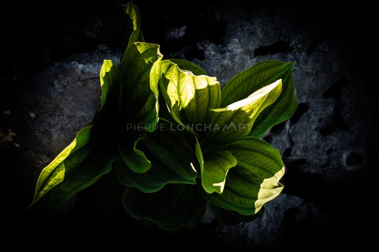 OTI_PIERRE-LONCHAMPT_PL220611-02665