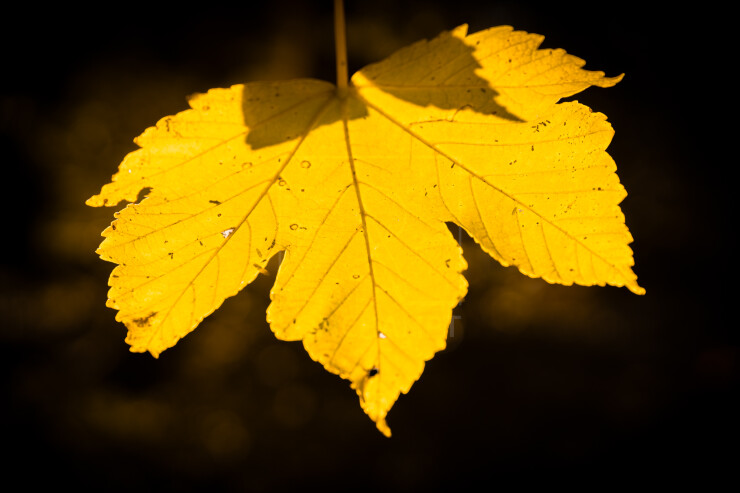 OTI_PIERRE-LONCHAMPT_PL251011-9956