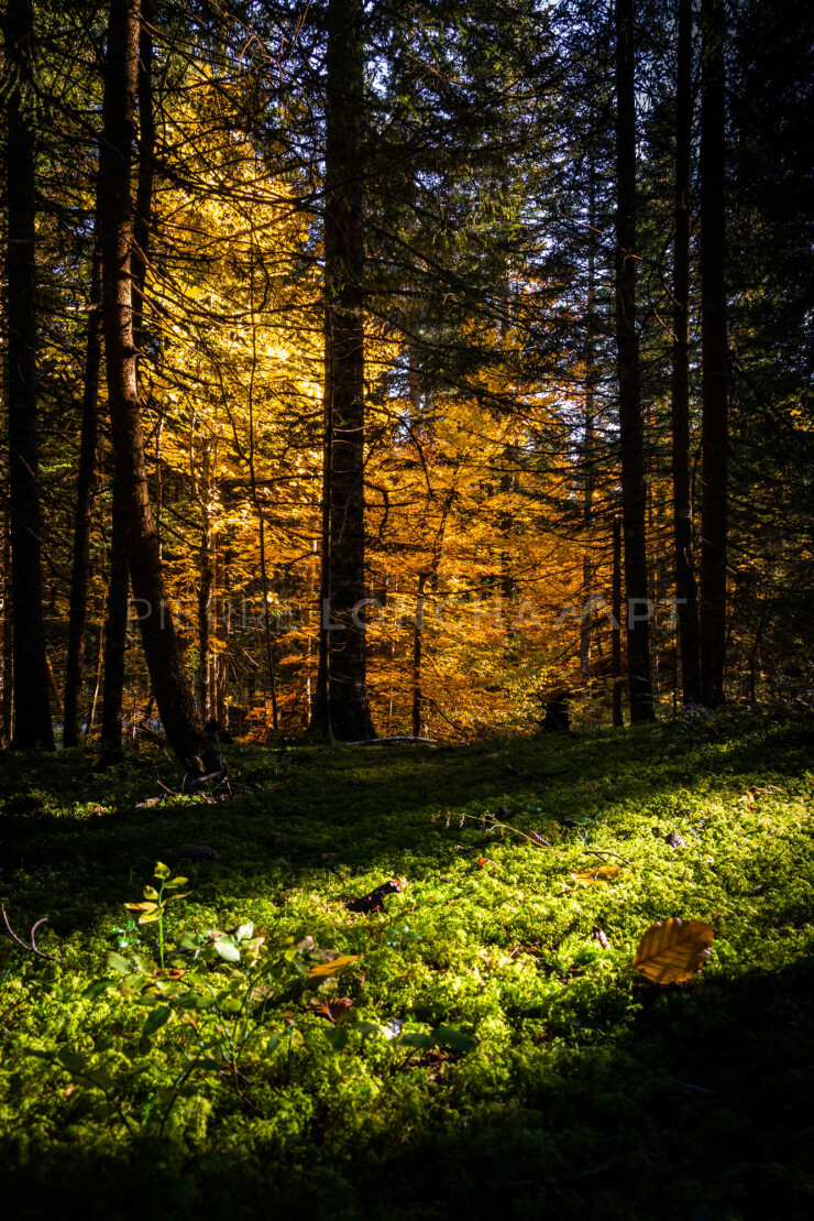 OTI_PIERRE-LONCHAMPT_PL211023-004