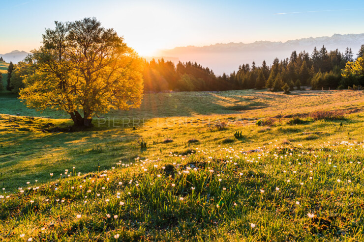 OTI_PIERRE-LONCHAMPT_PL190601-004