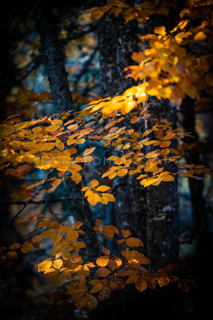 OTI_PIERRE-LONCHAMPT_PL211023-006