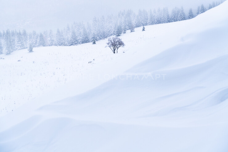 OTI_PIERRE-LONCHAMPT_PL221203-00112