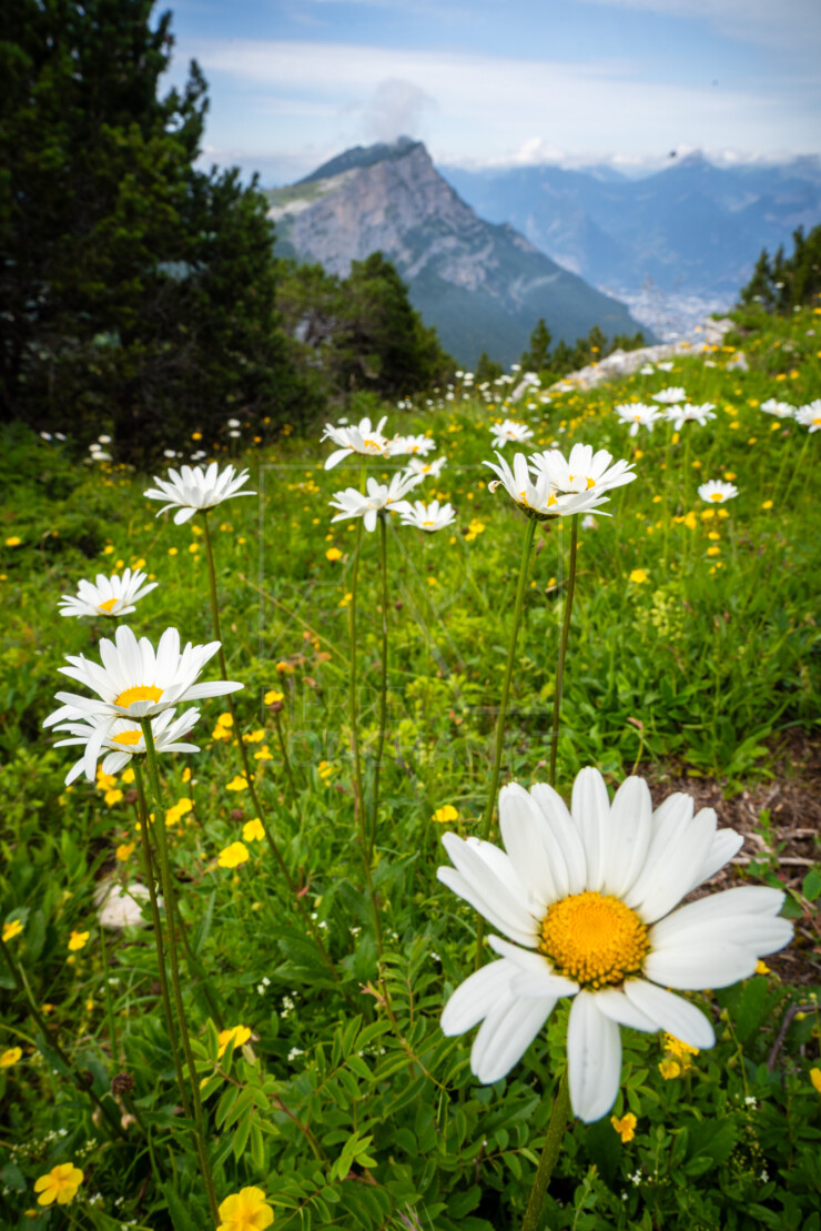OTI_PIERRE-LONCHAMPT_PL240713-0444