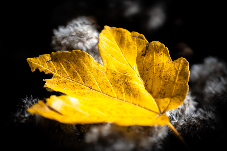 OTI_PIERRE-LONCHAMPT_PL251011-9953